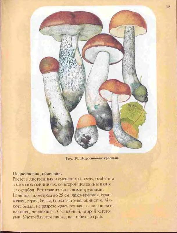 Иллюстрация 18 из 33 для Большой определитель грибов - Александр Юдин | Лабиринт - книги. Источник: Юта