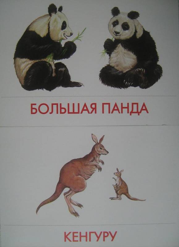 Иллюстрация 14 из 17 для Животные жарких стран | Лабиринт - книги. Источник: Tortuga
