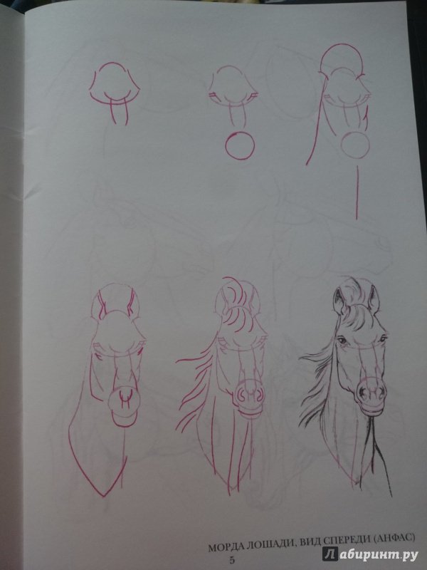 Иллюстрация 33 из 33 для Рисуем 50 лошадей - Ли Эймис | Лабиринт - книги. Источник: Чернобурова Ирина