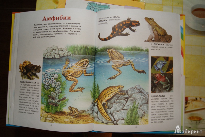 Иллюстрация 19 из 37 для Животные | Лабиринт - книги. Источник: Эрзюкова  Елена Алексеевна