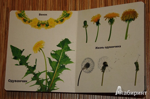 Иллюстрация 7 из 8 для Такие разные цветы | Лабиринт - книги. Источник: КНИЖНОЕ ДЕТСТВО