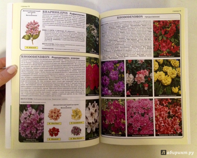 Иллюстрация 11 из 25 для Все о хвойных и вечнозеленых растениях - Дэвид Хессайон | Лабиринт - книги. Источник: Forlani