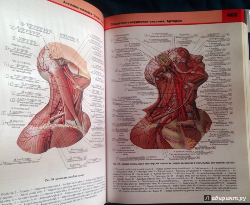 Иллюстрация 21 из 27 для Атлас анатомии человека. В 3-х томах. Том 2 - Билич, Крыжановский | Лабиринт - книги. Источник: Космос