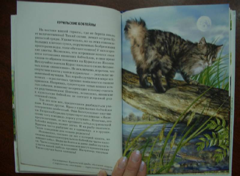 Иллюстрация 4 из 32 для Кошки - Сергей Афонькин | Лабиринт - книги. Источник: кареглазка