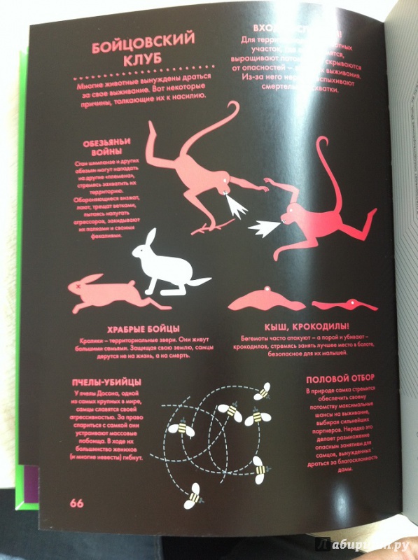 Иллюстрация 31 из 40 для Царство животных - Блекмен, Роджерс | Лабиринт - книги. Источник: alexss