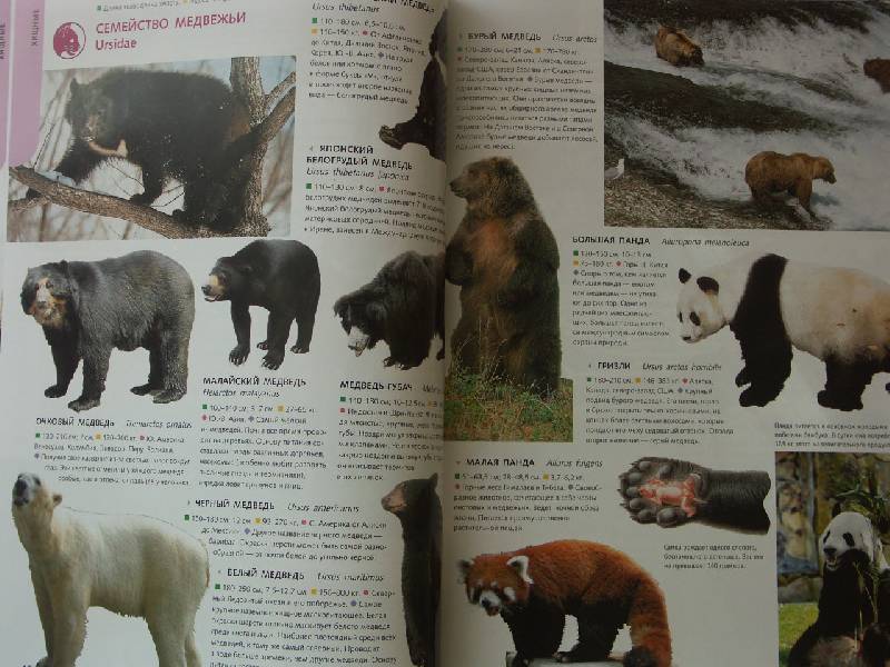 Иллюстрация 7 из 37 для Животные. Лучшие фотографии со всего мира | Лабиринт - книги. Источник: shanti