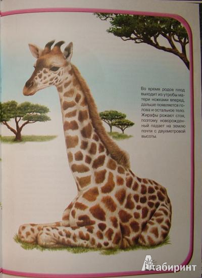 Иллюстрация 7 из 23 для Загадки животного мира - Элеонора Барзотти | Лабиринт - книги. Источник: natava976