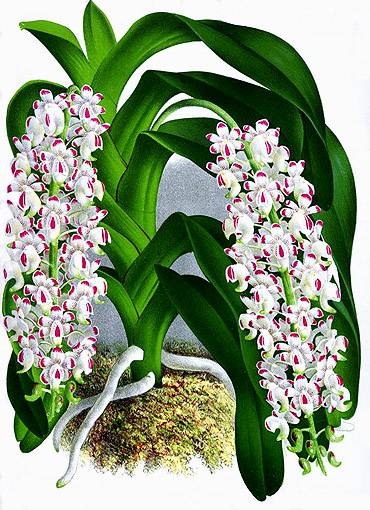 Иллюстрация 38 из 38 для Орхидеи. Линдения - иконография орхидей | Лабиринт - книги. Источник: Panterra