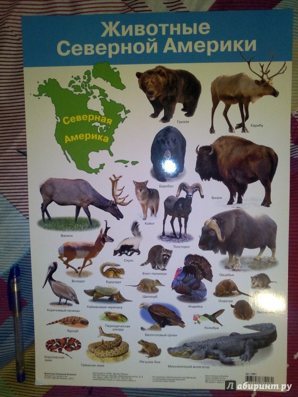 Распространенные животные северной америки. Животные Северной Америки. Жичотныесеверной Америки. Животнвесеверной Америки.