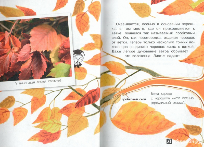 Иллюстрация 12 из 50 для Почему осенью листопад? - Георгий Граубин | Лабиринт - книги. Источник: Книжный кот