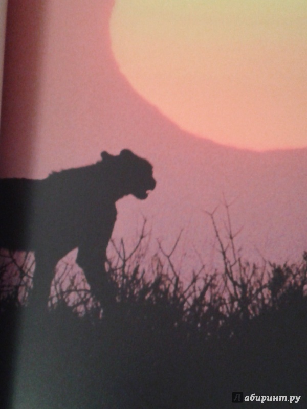 Иллюстрация 11 из 36 для Млекопитающие. Энциклопедия для школьников - Даниэль Джилпин | Лабиринт - книги. Источник: Написатель