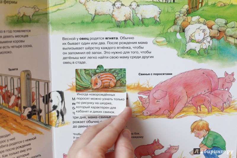 Иллюстрация 10 из 28 для Детеныши животных | Лабиринт - книги. Источник: aut_aut