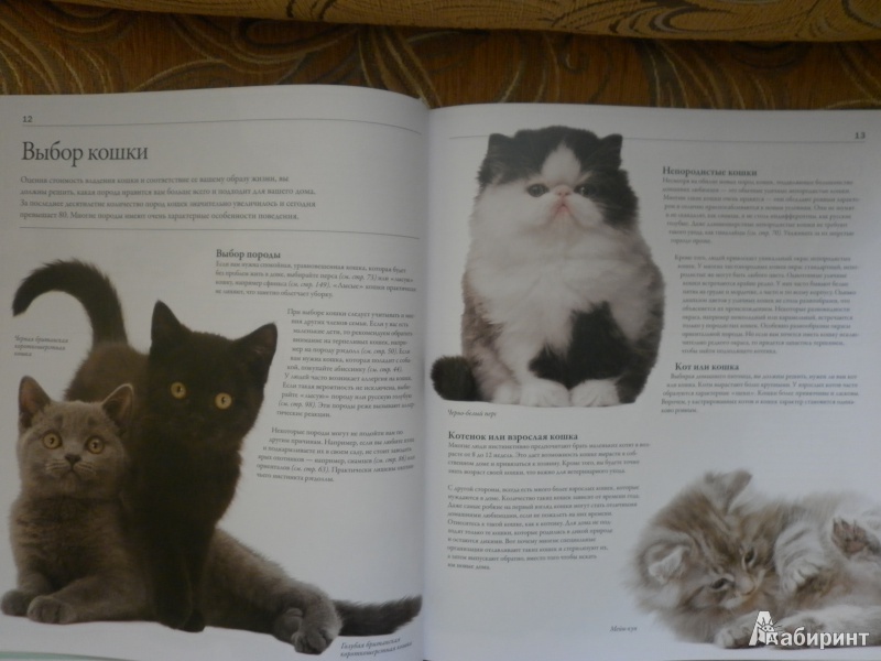 Иллюстрация 3 из 14 для Все породы кошек - Дэвид Элдертон | Лабиринт - книги. Источник: Мельников  Сергей