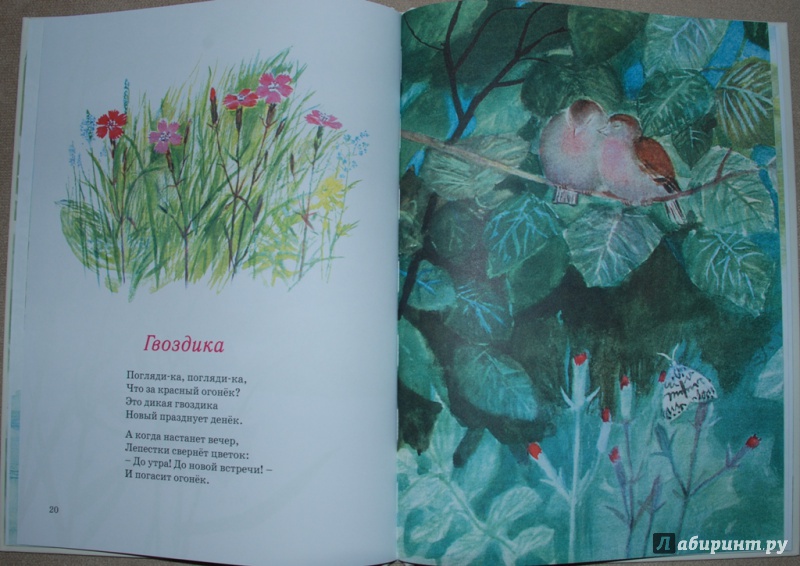 Иллюстрация 46 из 69 для Наши цветы - Екатерина Серова | Лабиринт - книги. Источник: Книжный кот