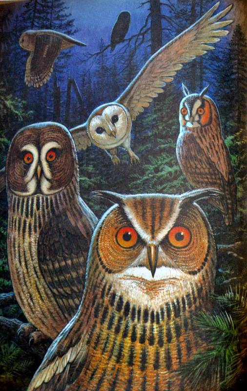 Иллюстрация 31 из 31 для Животные в мифологии - Андрей Гапченко | Лабиринт - книги. Источник: Ассоль