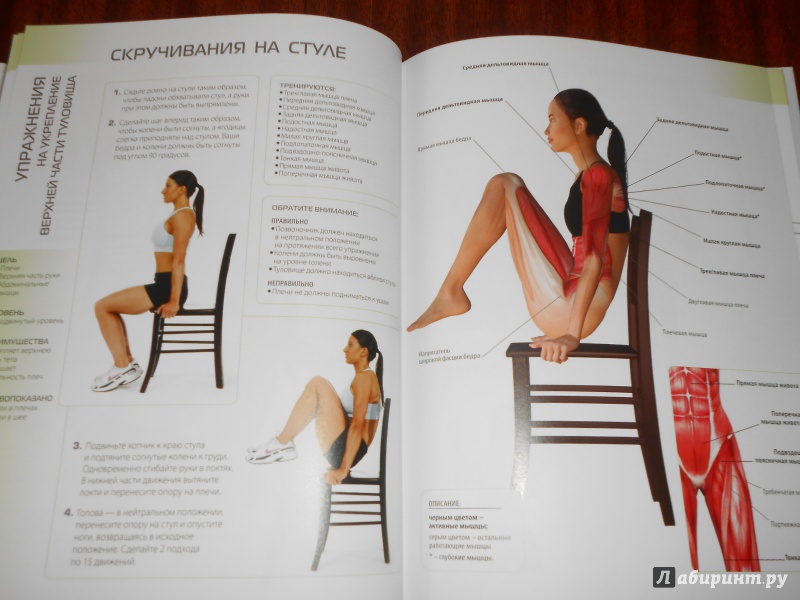 Иллюстрация 17 из 19 для Анатомия упражнений для женщин - Лиза Пурселл | Лабиринт - книги. Источник: Леан