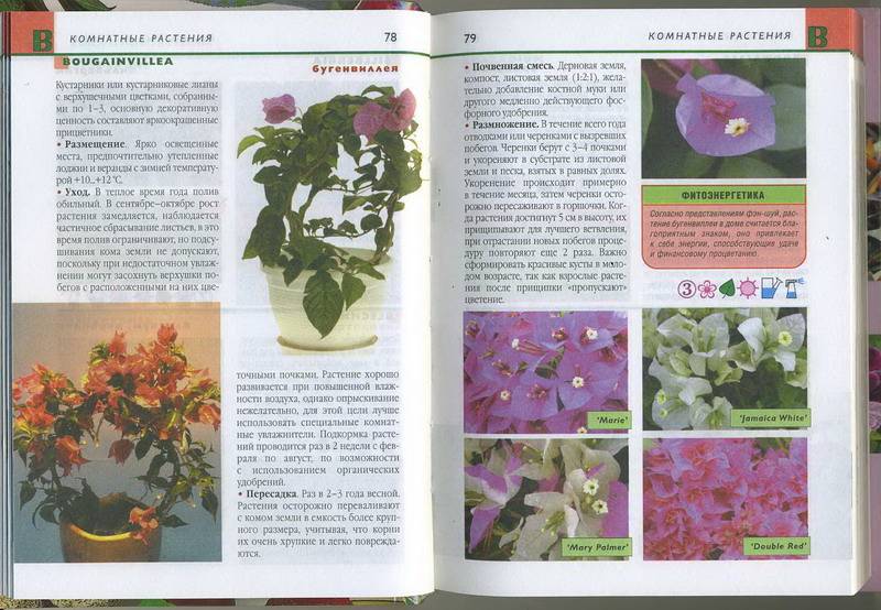 Иллюстрация 4 из 7 для Комнатные растения. Карманный справочник | Лабиринт - книги. Источник: Machaon