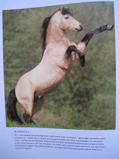 Иллюстрация 10 из 15 для Лошади в гармонии с природой - Эмманюэль Брангар | Лабиринт - книги. Источник: Troulala