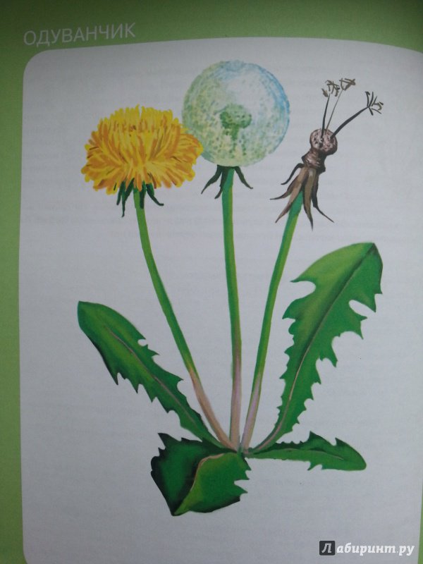 Иллюстрация 10 из 20 для Тематический словарь в картинках. Мир растений и грибов. Цветы. Деревья | Лабиринт - книги. Источник: Виктория Милютина (Бажечкина)