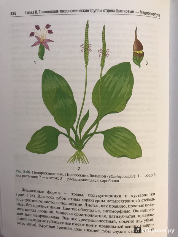 Иллюстрация 34 из 44 для Ботаника. Учебник - Барабанов, Зайчикова | Лабиринт - книги. Источник: Ромыдтчъ