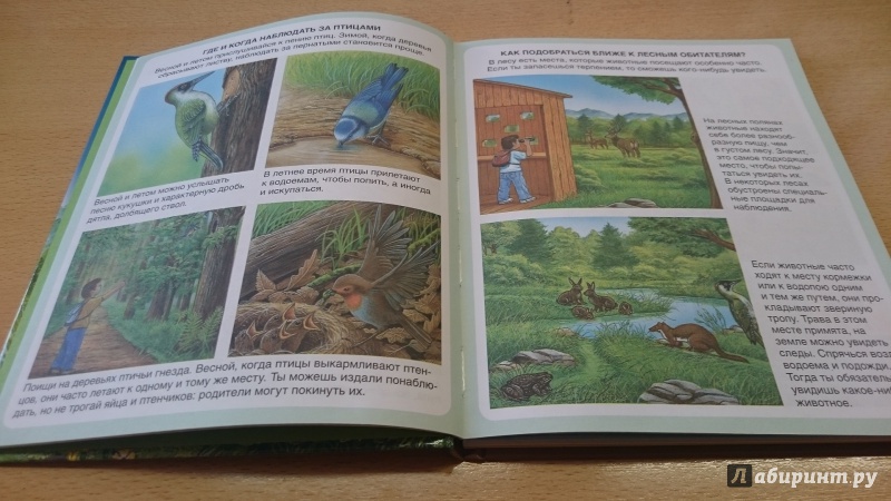 Иллюстрация 40 из 61 для Жизнь леса - Мари-Рене Пимон | Лабиринт - книги. Источник: Muravana