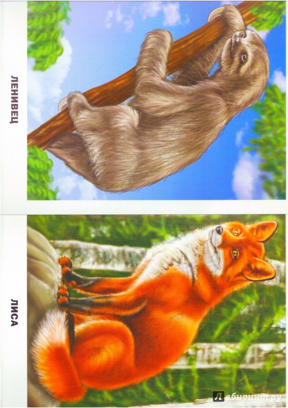 Иллюстрация 11 из 15 для Дикие животные | Лабиринт - игрушки. Источник: Халтурина  Оксана