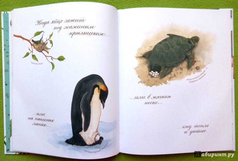 Иллюстрация 61 из 92 для Яйцо любит тишину - Дианна Астон | Лабиринт - книги. Источник: reader*s