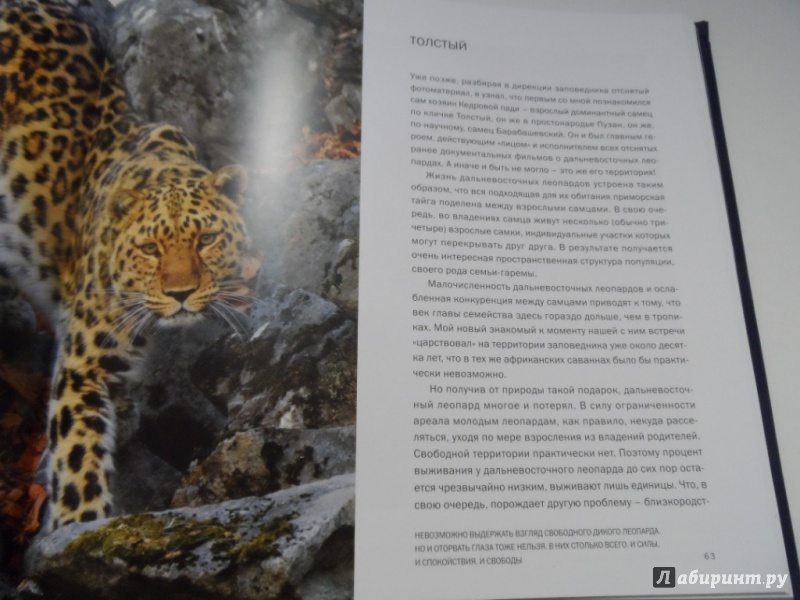Иллюстрация 13 из 39 для Мои знакомые леопарды - Валерий Малеев | Лабиринт - книги. Источник: Брежнева  Инга
