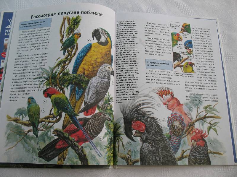 Иллюстрация 6 из 16 для Попугаи - Петра Даймер-Шютте | Лабиринт - книги. Источник: tayana