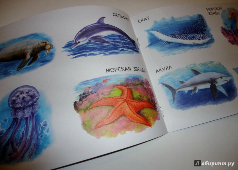 Иллюстрация 15 из 16 для Морские животные | Лабиринт - книги. Источник: blackbunny33