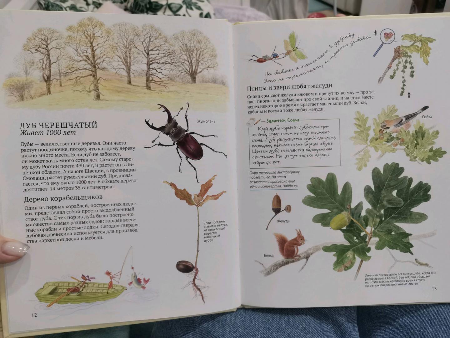 Иллюстрация 46 из 46 для Софи в мире деревьев - Стефан Каста | Лабиринт - книги. Источник: Лабиринт