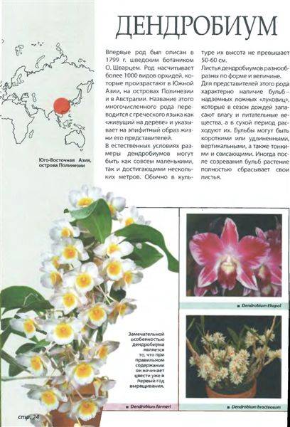 Иллюстрация 6 из 21 для Самые неприхотливые орхидеи - Рой Маккалистер | Лабиринт - книги. Источник: Юта