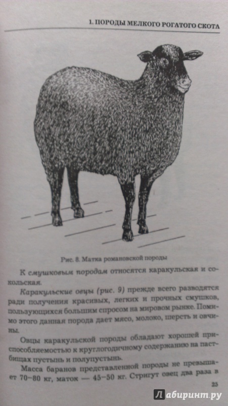 Иллюстрация 3 из 7 для Козы, овцы. Разведение и уход | Лабиринт - книги. Источник: Подмосковная панда