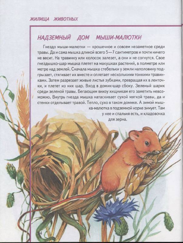 Иллюстрация 6 из 15 для Кто и как в мире животных строит - Владимир Алексеев | Лабиринт - книги. Источник: РИВА