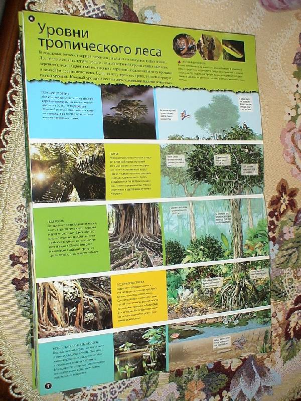 Иллюстрация 8 из 18 для Дождевые леса - Джо Фулман | Лабиринт - книги. Источник: Дубровина Наталья
