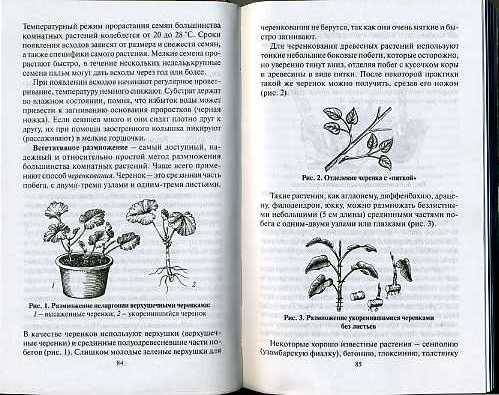 Иллюстрация 4 из 11 для Все о комнатных растениях - Борис Головкин | Лабиринт - книги. Источник: Дианна