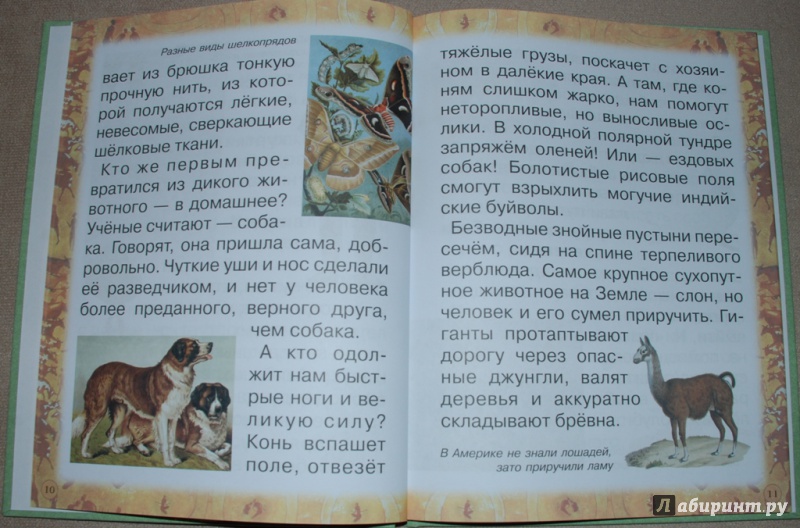 Иллюстрация 8 из 31 для Животные: помощники и друзья - Инна Гамазкова | Лабиринт - книги. Источник: Книжный кот