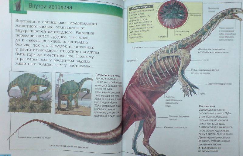 Иллюстрация 4 из 12 для Самые удивительные динозавры (серая) - Дугал Диксон | Лабиринт - книги. Источник: Настёна