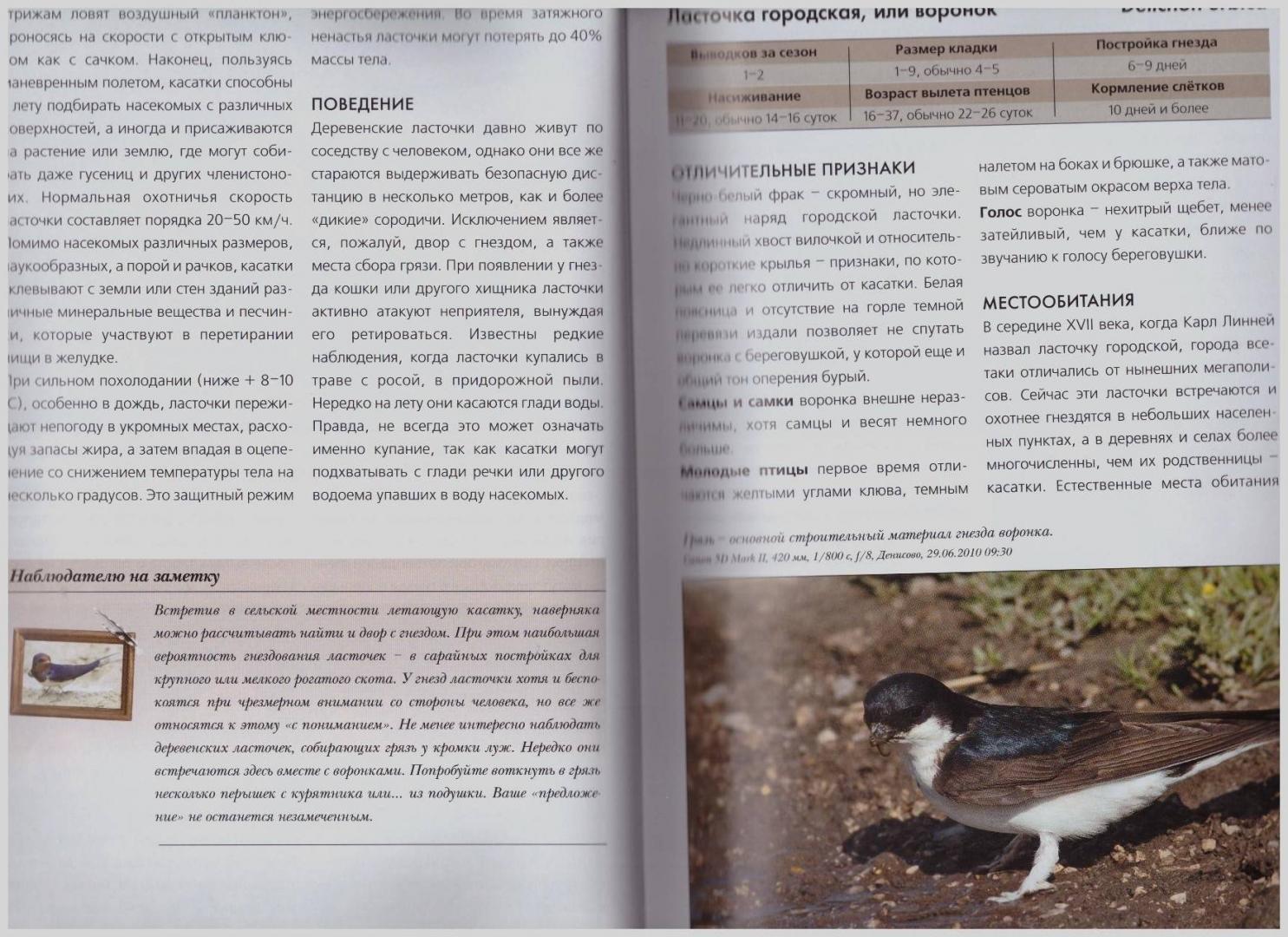 Иллюстрация 7 из 46 для Жизнь и поведение птиц - Василий Вишневский | Лабиринт - книги. Источник: LanaEr