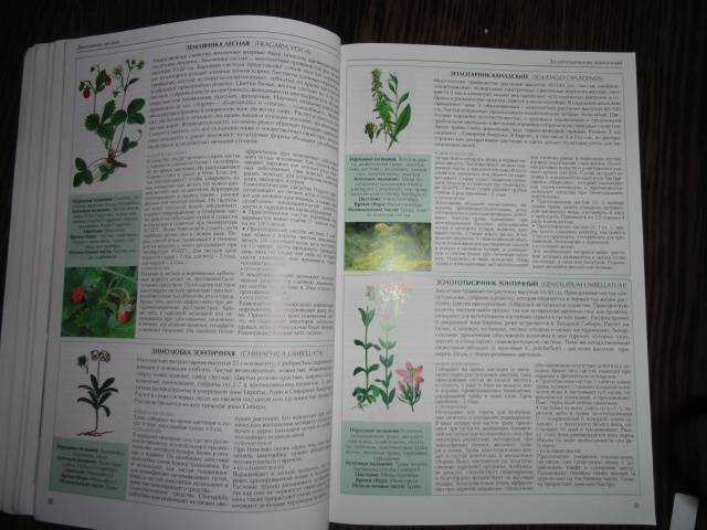 Иллюстрация 9 из 14 для Все о лекарственных растениях - С. Раделов | Лабиринт - книги. Источник: Разумея