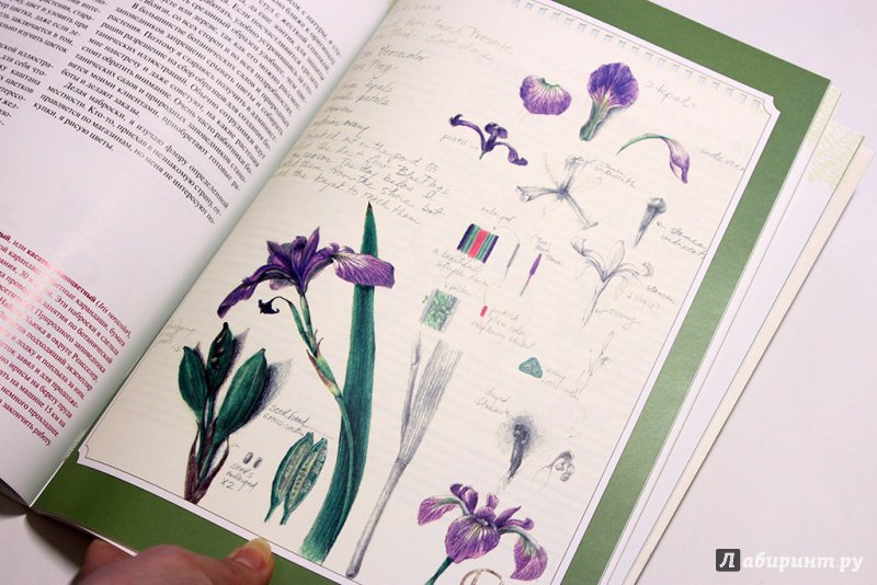 Иллюстрация 40 из 40 для Ботаническая иллюстрация - Венди Холендер | Лабиринт - книги. Источник: Анна Оськина