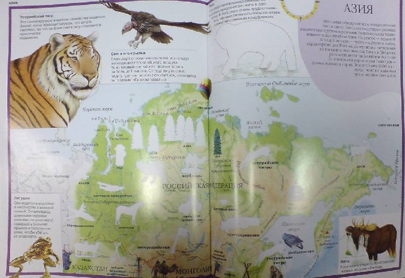 Иллюстрация 8 из 17 для Атлас. Животные всего мира | Лабиринт - книги. Источник: Настёна