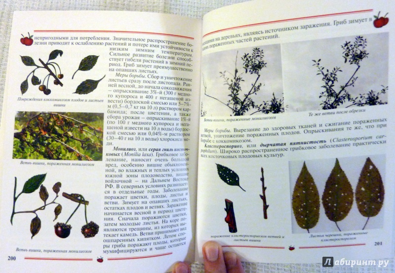 Иллюстрация 32 из 33 для Вишня, черешня. Пособие для садоводов-любителей - Еремина, Юшев | Лабиринт - книги. Источник: WhiteRacoon