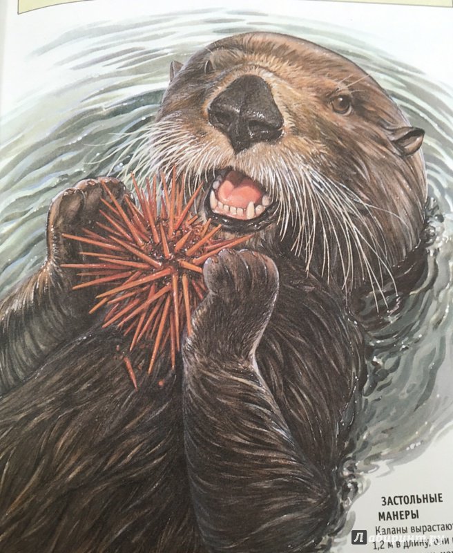 Иллюстрация 24 из 32 для Млекопитающие. Иллюстрированная энциклопедия | Лабиринт - книги. Источник: Благодарность  Тучи