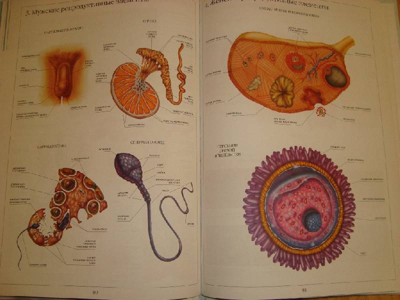 Иллюстрация 39 из 58 для Атлас анатомии человека | Лабиринт - книги. Источник: Константин Александрович