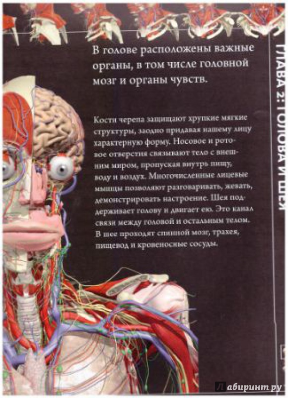 Иллюстрация 13 из 54 для Анатомия человека 360°. Иллюстрированный атлас - Джейми Роубак | Лабиринт - книги. Источник: lantonova