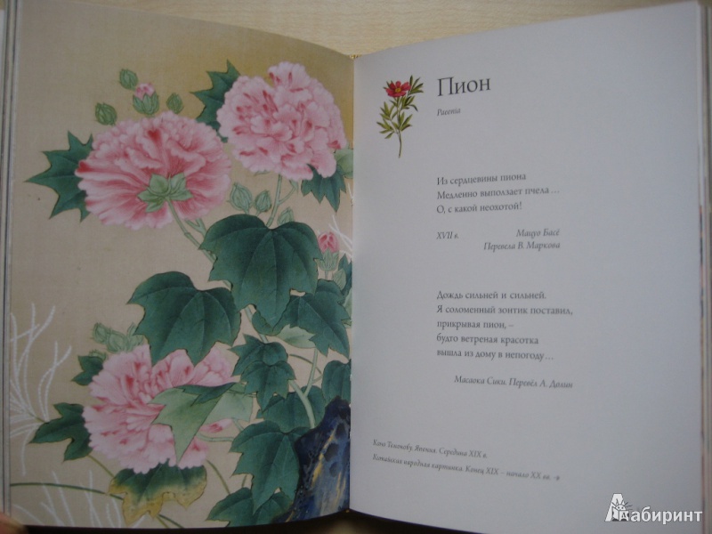 Иллюстрация 15 из 58 для Любовь к ботанике | Лабиринт - книги. Источник: Макарова  Елена