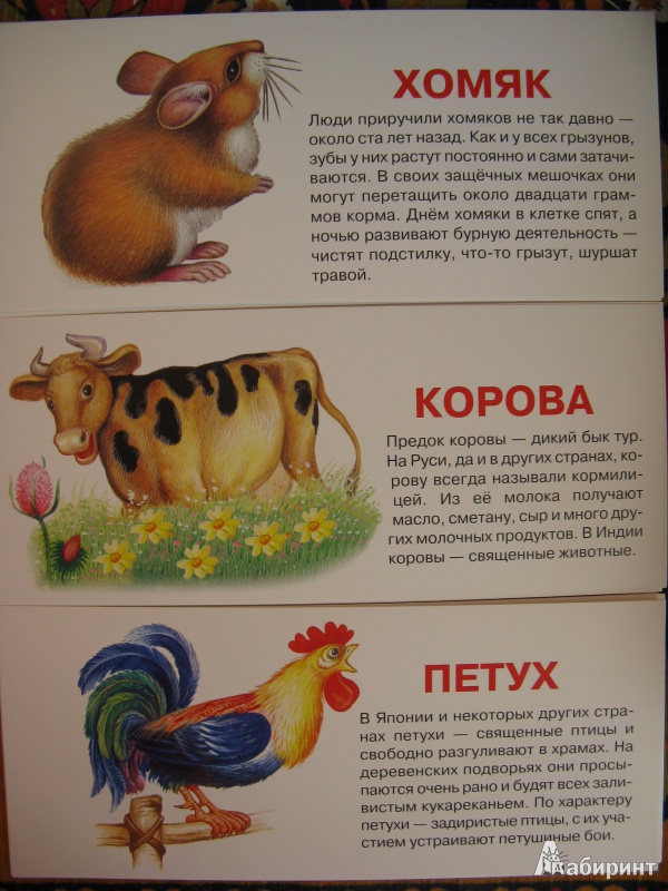 Иллюстрация 5 из 6 для Домашние животные. Набор карточек | Лабиринт - книги. Источник: Rusalochka-777