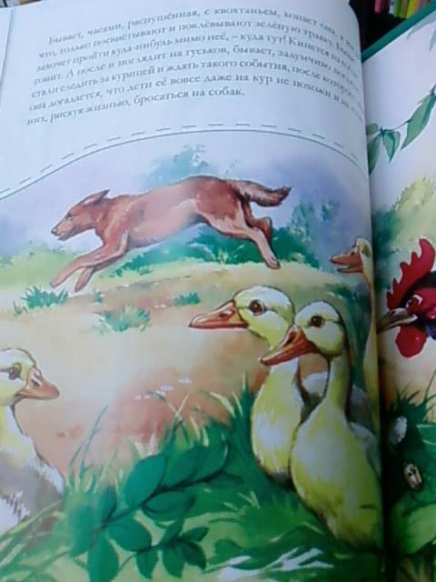 Иллюстрация 3 из 44 для Рассказы о животных для маленьких - Михаил Пришвин | Лабиринт - книги. Источник: lettrice