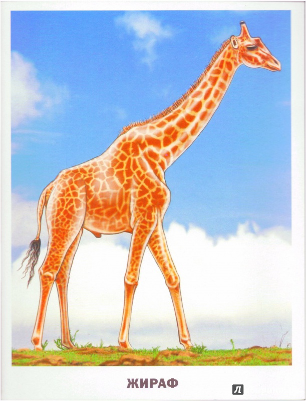 Иллюстрация 2 из 35 для Обучающие карточки. Животные Африки | Лабиринт - игрушки. Источник: Халтурина  Оксана
